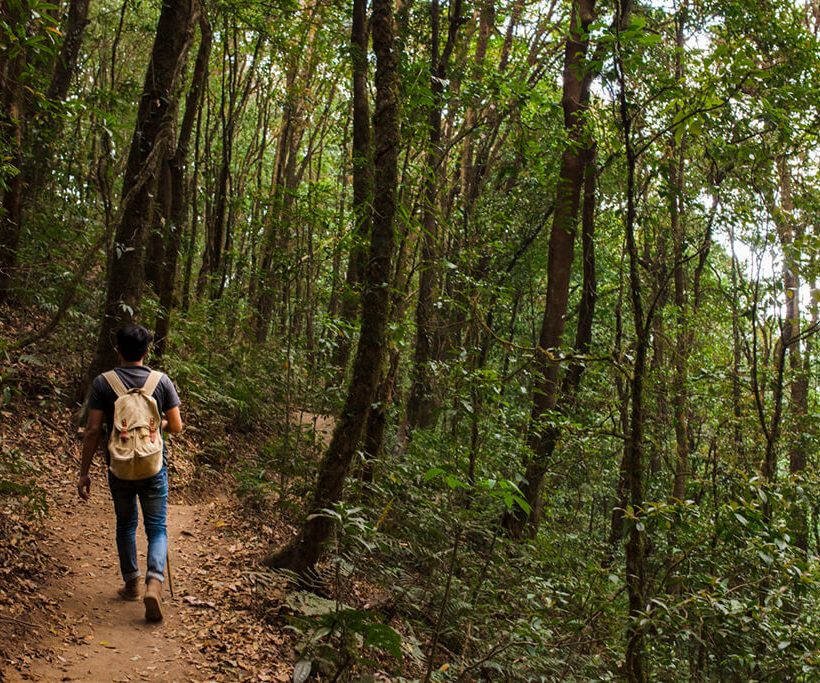 Consideraciones al realizar una caminata por la selva tropical en Corcovado